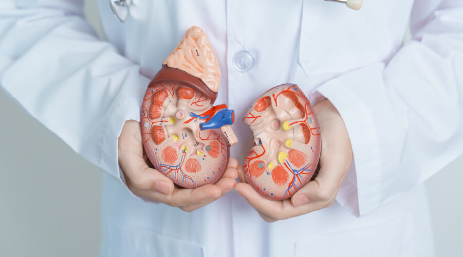 Si cuidas de tus riñones, ellos cuidarán de ti Tus riñones trabajan todos los días para mantener tu cuerpo en equilibrio. Protegerlos es una decisión vital que comienza con pequeños hábitos: buena hidratación, alimentación consciente y control de enfermedades como la diabetes e hipertensión.