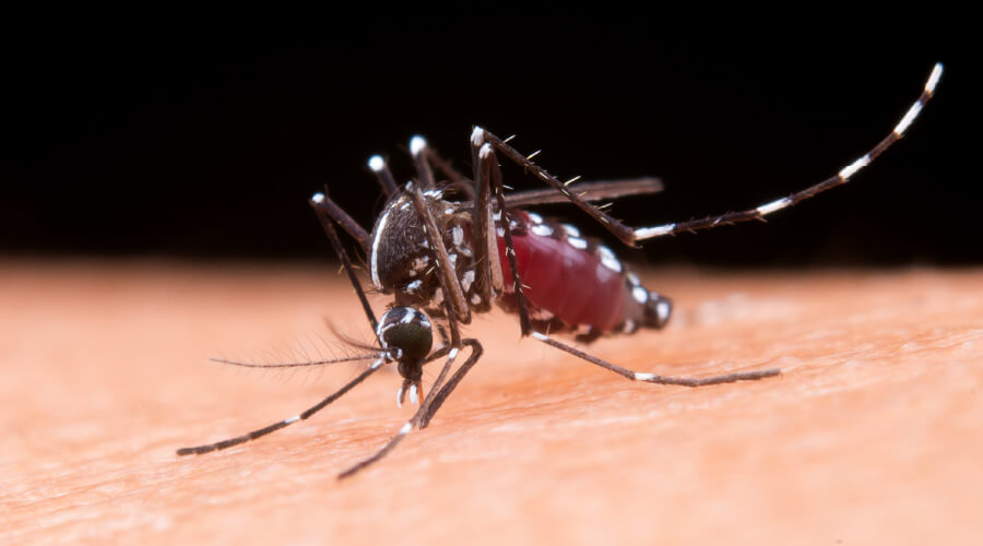 El Dengue ¿Qué es y cómo combatirlo? Aprende todo lo necesario sobre el dengue, desde su prevención hasta su control, con información clave para proteger a las comunidades y evitar la propagación de esta enfermedad.